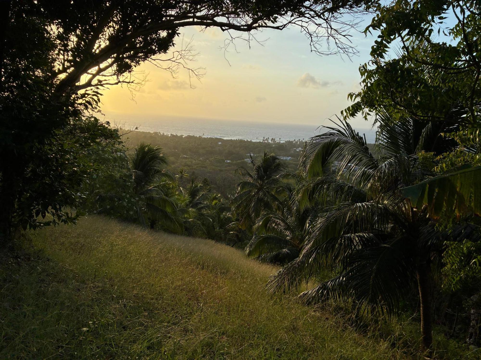 Star Apple * San Andres (San Andres and Providencia Islands)