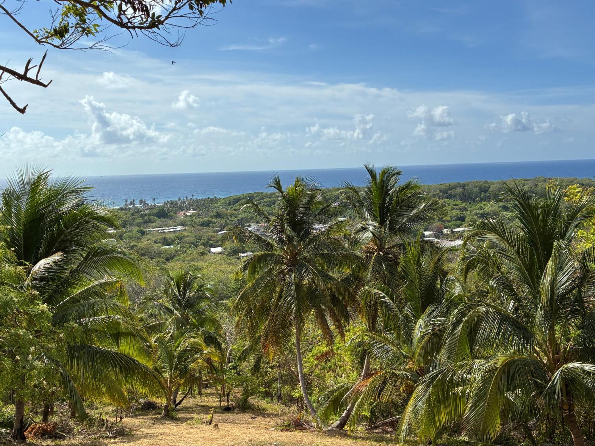 Star Apple * San Andres (San Andres and Providencia Islands)