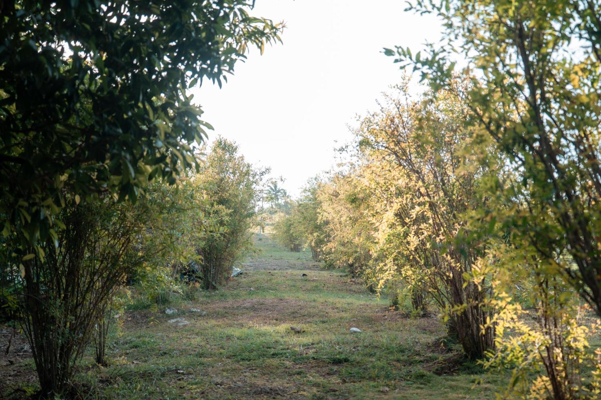 Star Apple San Andres (San Andres and Providencia Islands)
